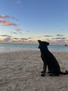 dog on beach 