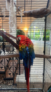 parrot