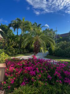 pink flowers and palm tree 