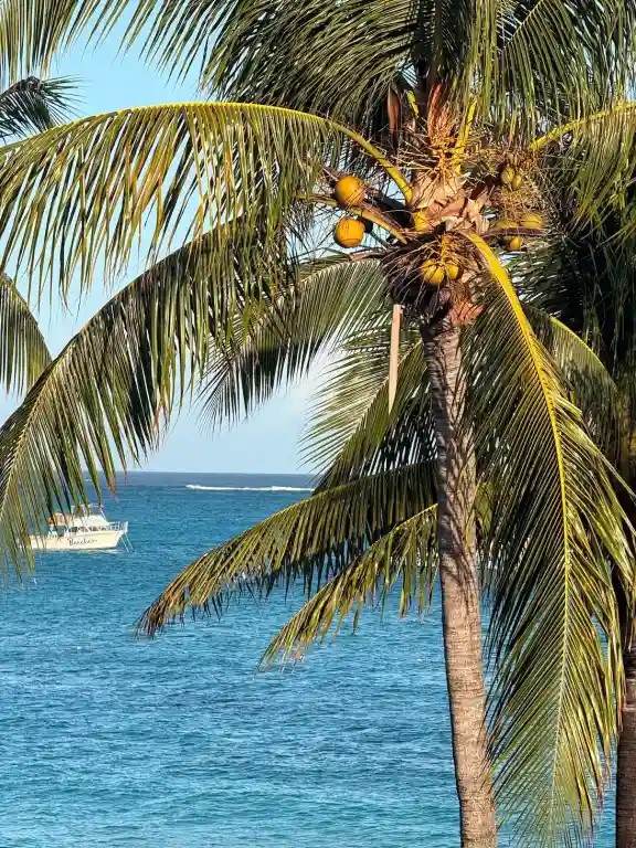 Palm tree framing an ocean view with a passing boat at Beaches Turks & Caicos