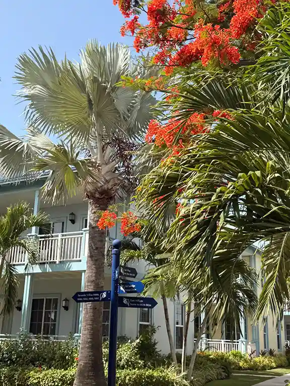 Resort pathway with palm trees and flowering tree at Beaches Turks & Caicos
