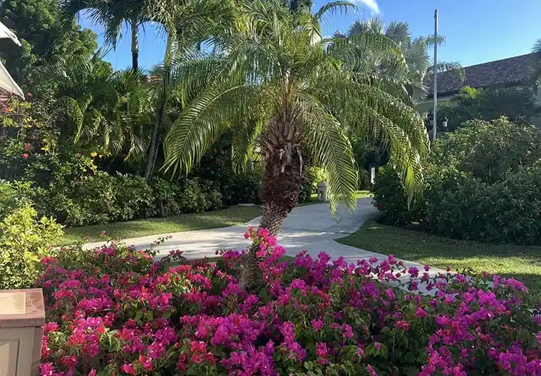 Garden path lined with bougainvillea flowers at Sandals Grande Antigua