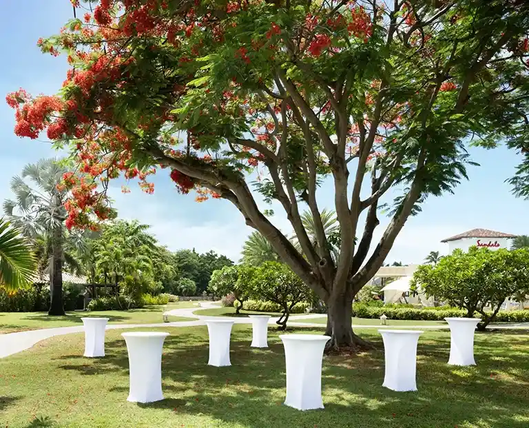 Wedding lawn setup beneath a flamboyant tree at Sandals Grande Antigua