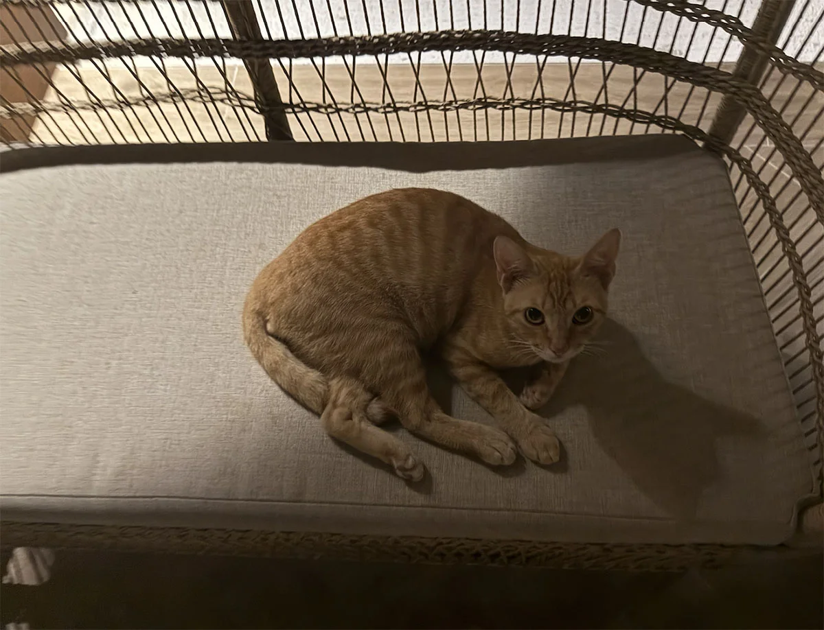 A resident cat curled up resting on an outdoor chair at Sandals Montego Bay