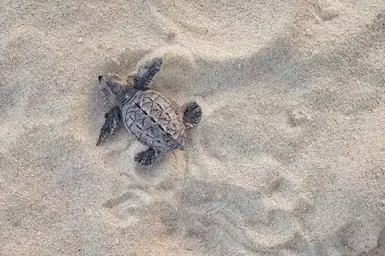Baby sea turtle on the beach at Sandals Barbados