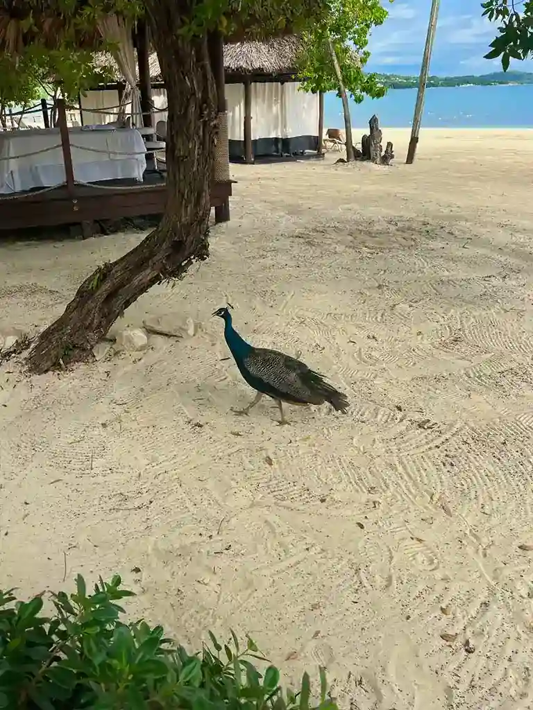 Peacock on the beach at Sandals South Coast