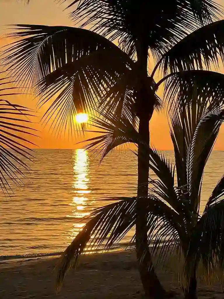 Sunset view through palm trees on the beach at Sandals South Coast