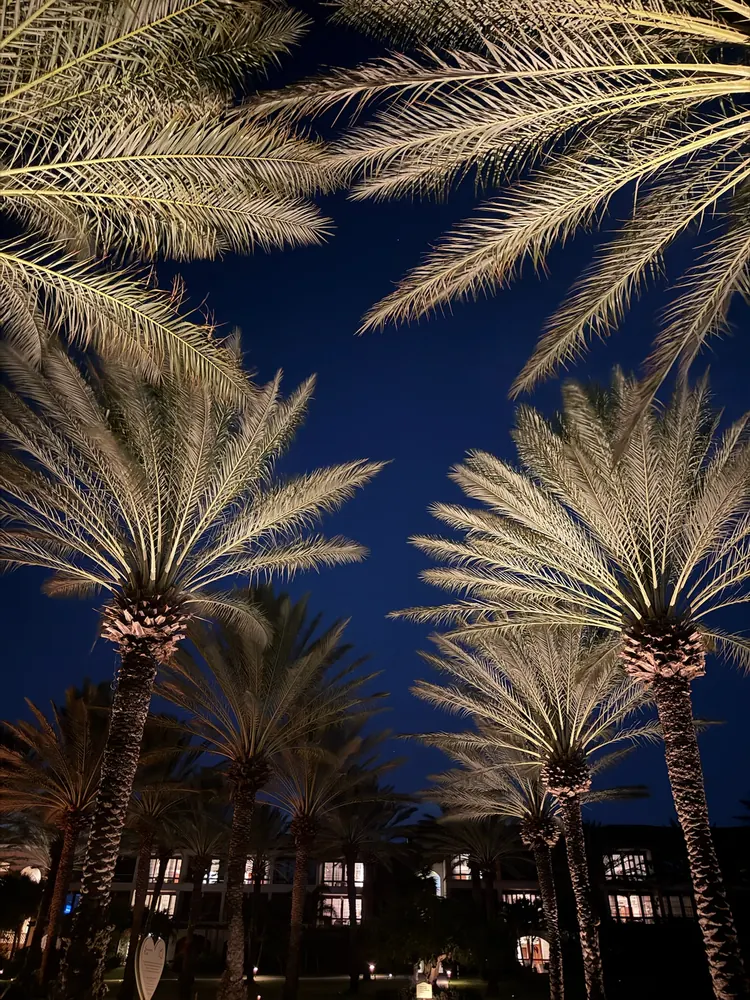 Palm trees lit up at night at Sandals Royal Curaçao